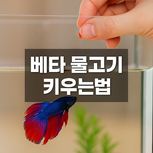베타 물고기 키우는법