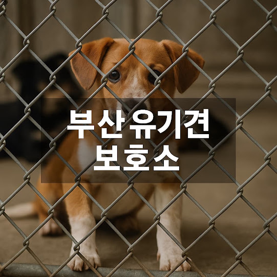 부산 유기견 보호소